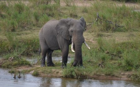 Zanzibar Safari Tour: The Ultimate Beach and Bush Experience