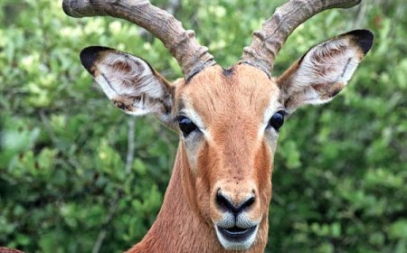 Tanzania Safari Package: Discover Africa’s Wild Beauty