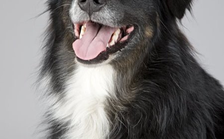 Pet Food Online Store: The Convenient Way to Keep Your Pets Healthy and Happy