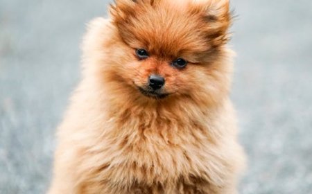 Pet Shop Online: The Smart Way to Shop for All Your Pet Needs