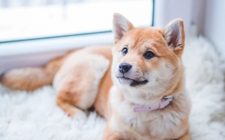 Online Pet Store: Everything You Need to Care for Your Pet in One Place