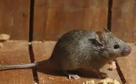 Behind the Walls: What a Rodent Exterminator Finds in Most Homes