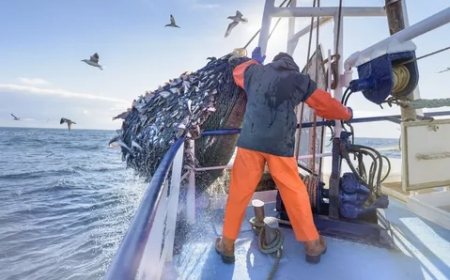 How Sustainable Fisheries Help Protect Marine Ecosystems