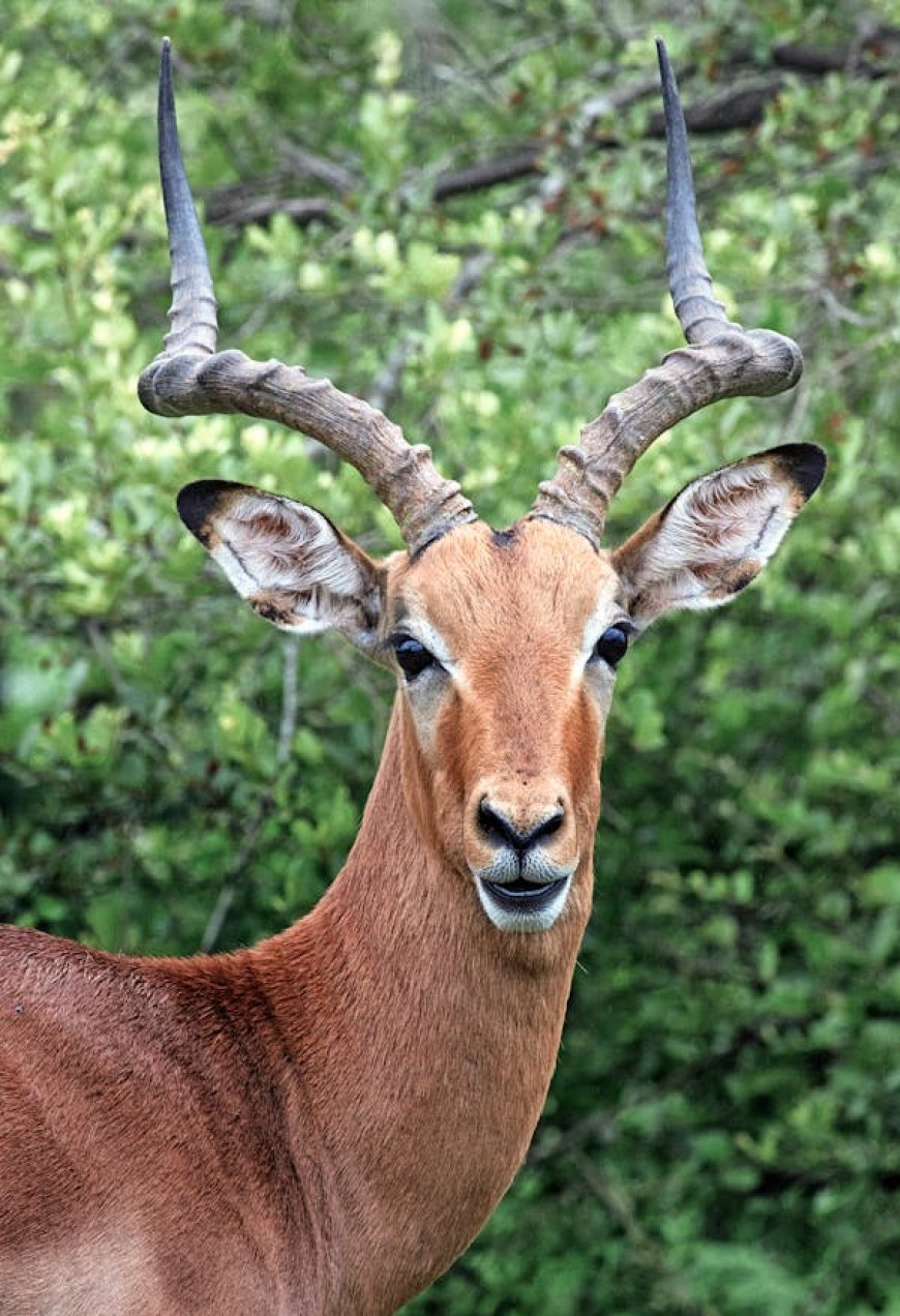 Tanzania Safari Package: Discover Africa’s Wild Beauty