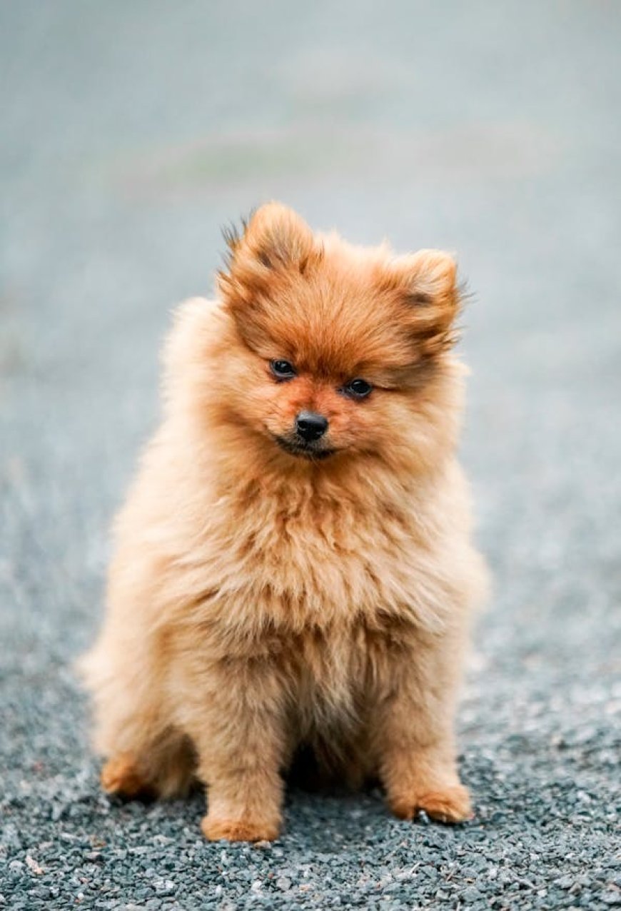 Pet Shop Online: The Smart Way to Shop for All Your Pet Needs