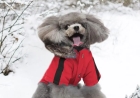 Why Warm Dog Coats Are Essential for Toy Breeds in Winter