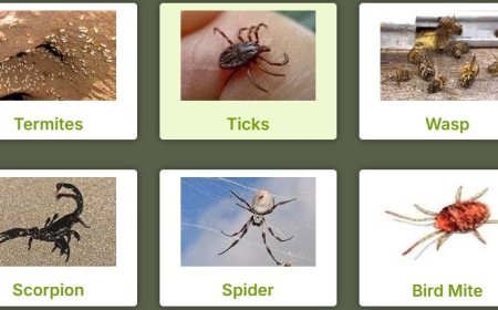 Silverfish Pest Control Perth: Protect Your Books, Bedding & Belongings