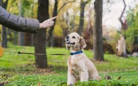 Why In-Person Dog Training Might Be the Breakthrough You and Your Dog Need