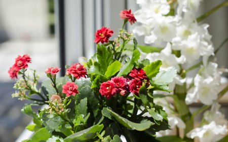 The Best Fresh Flowers to Have Inside Your Home