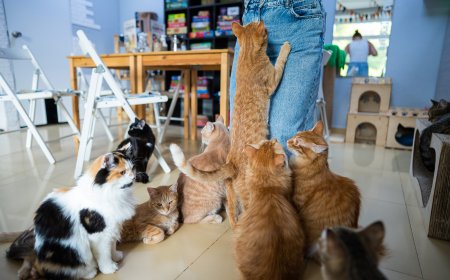 Shedding Season in Abu Dhabi: How to Manage Your Cat’s Fur Like a Pro?