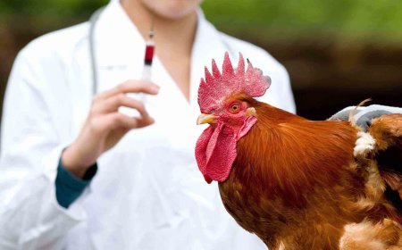 Poultry Diagnostics Market Analysis: Regional Trends and Competitive Landscape