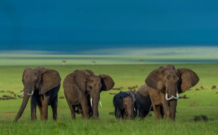 Discover the Wild Side of Nature with an Unforgettable Indian Safari Experience