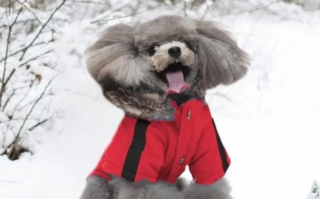 Why Warm Dog Coats Are Essential for Toy Breeds in Winter