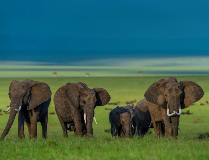 Discover the Wild Side of Nature with an Unforgettable Indian Safari Experience