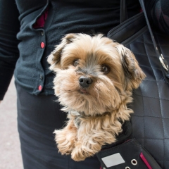 dogcarrier4